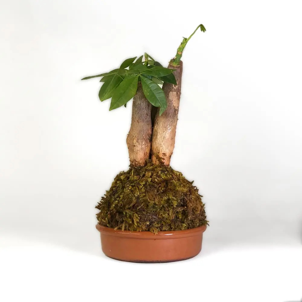 Kokedama Pachira - Imagen 2