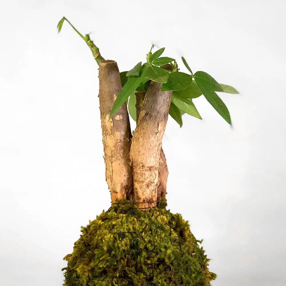 Kokedama Pachira - Imagen 3