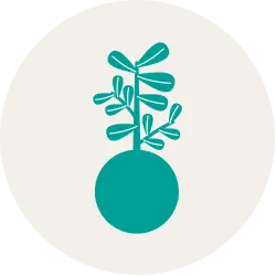kokedama cuidados
