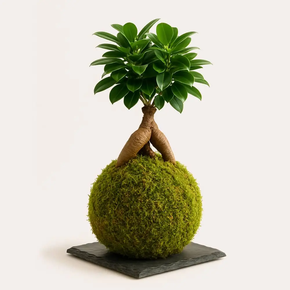 Kokedamas Ecolandy
