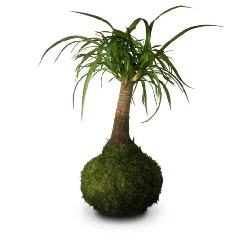 Beaucarnea Kokedama
