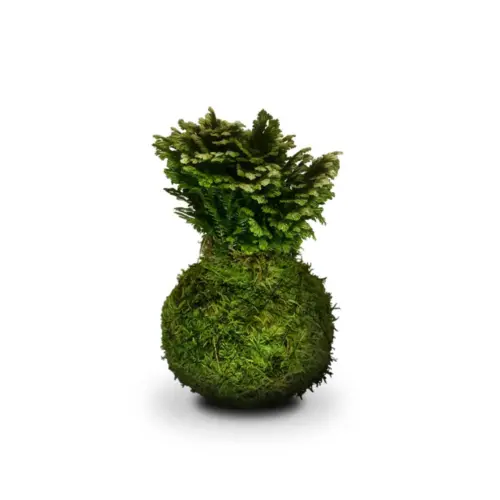 Rosa de Jericó Kokedama