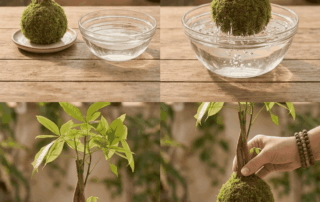 Cuidado de un kokedama en verano