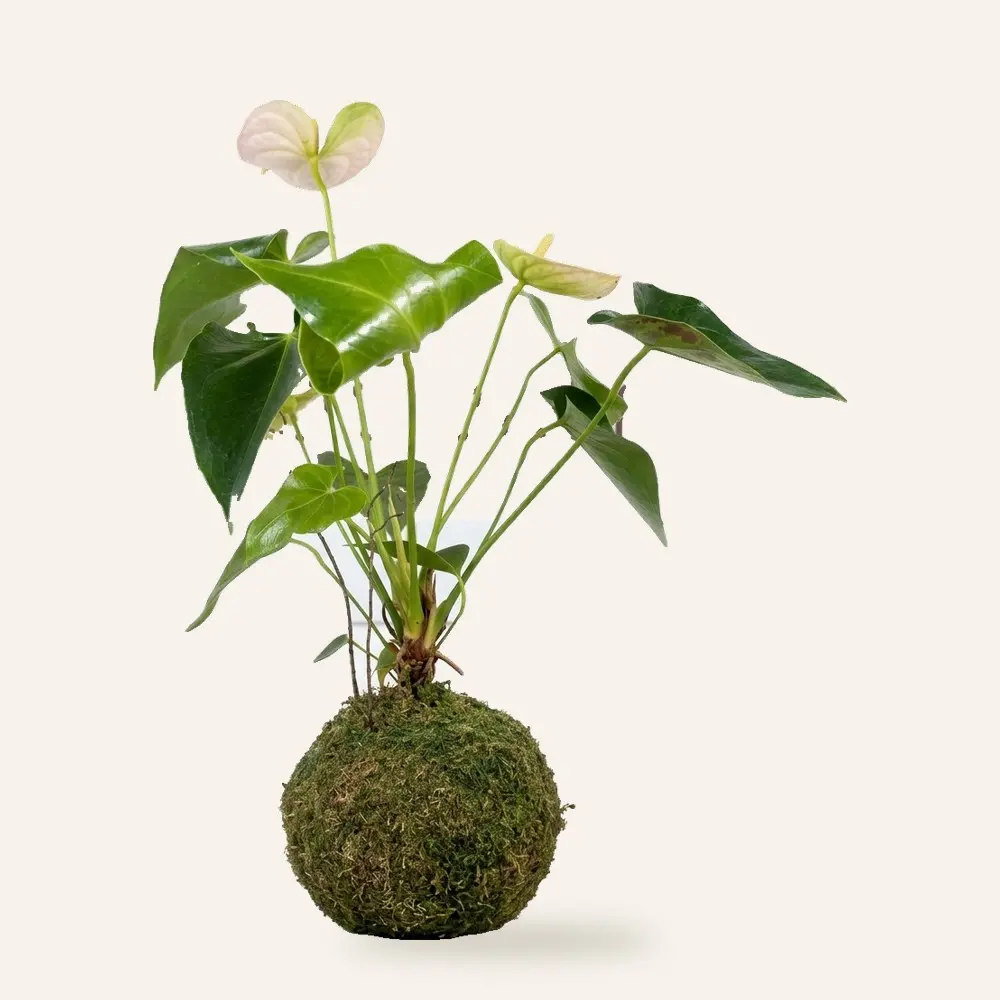 kokedama-anthurium Kokedama de Anthurium hecha a mano en Ecolandy