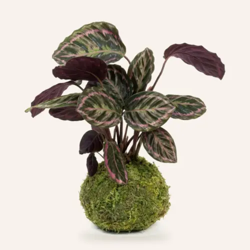Kokedama de Calathea Morada (Calathea roseopicta) hecha a mano en Ecolandy