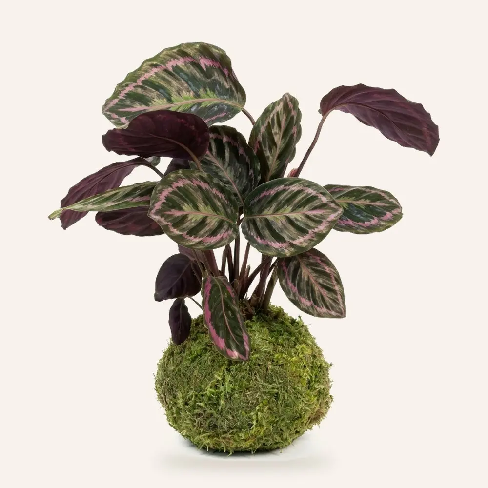 Kokedama de Calathea Morada (Calathea roseopicta) hecha a mano en Ecolandy