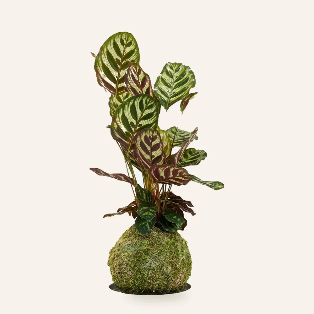 Kokedama de Calathea Pavo Real (Calathea makoyana) hecha a mano en Ecolandy