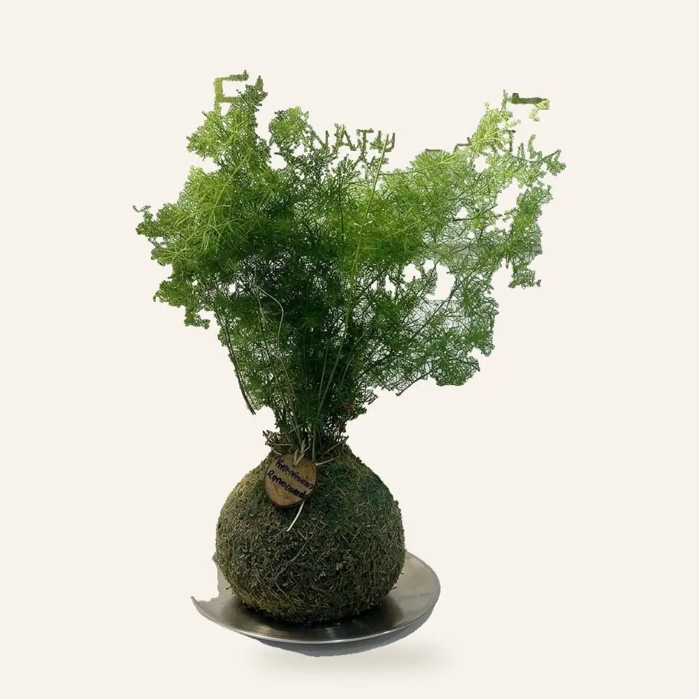 Kokedama de Esparraguera (Asparagus setaceus) hecha a mano en Ecolandy