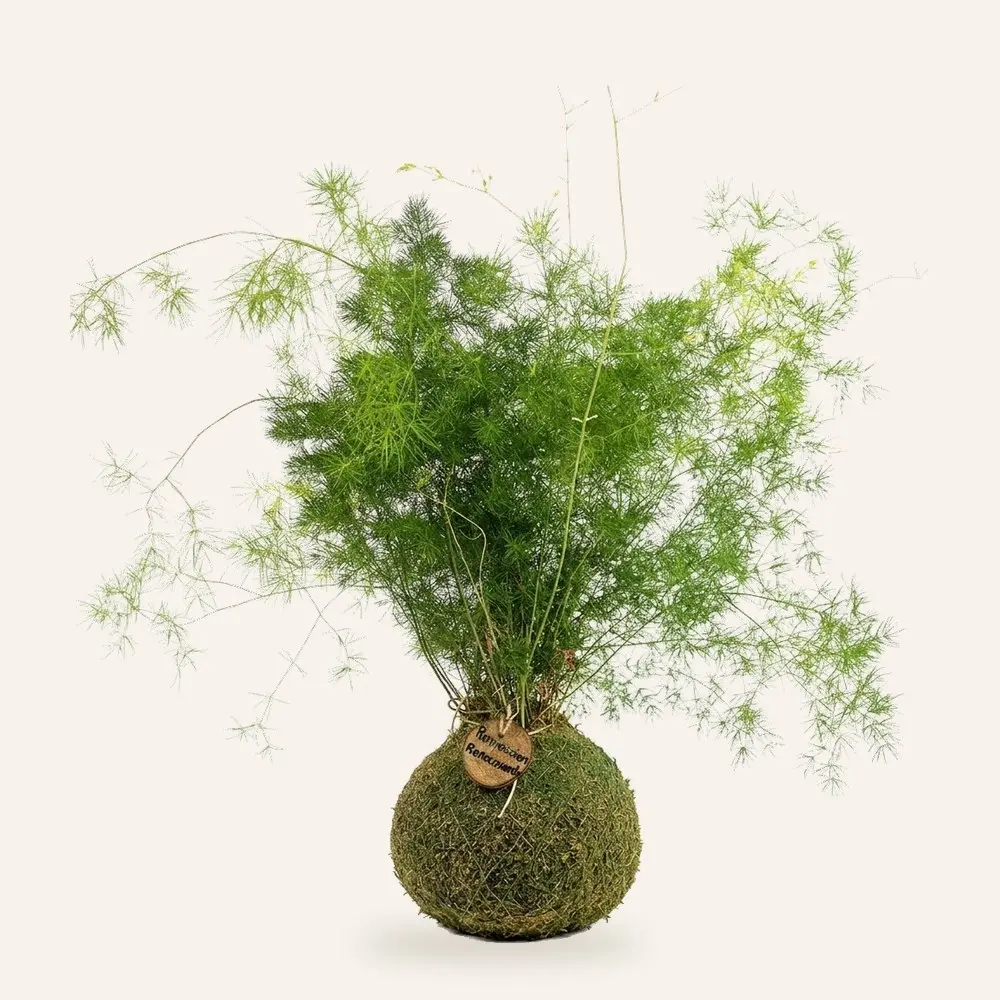 Kokedama de Esparraguera (Asparagus setaceus) hecha a mano en Ecolandy