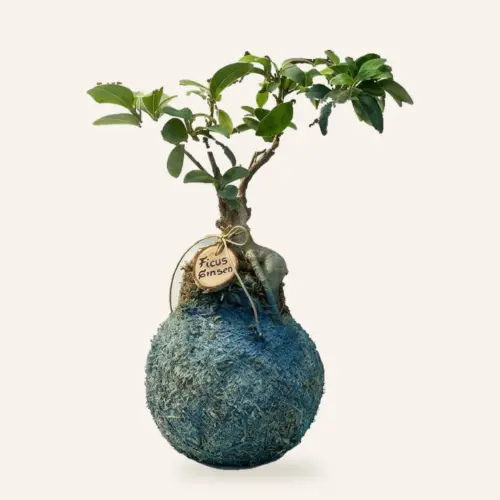 Kokedama de Ficus Ginseng hecha a mano en Ecolandy