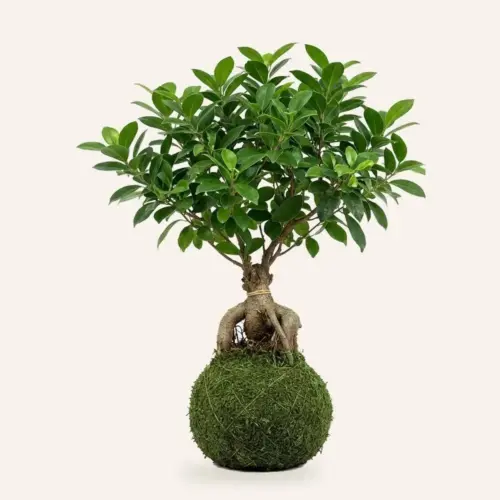 Kokedama de Ficus Ginseng hecha a mano en Ecolandy