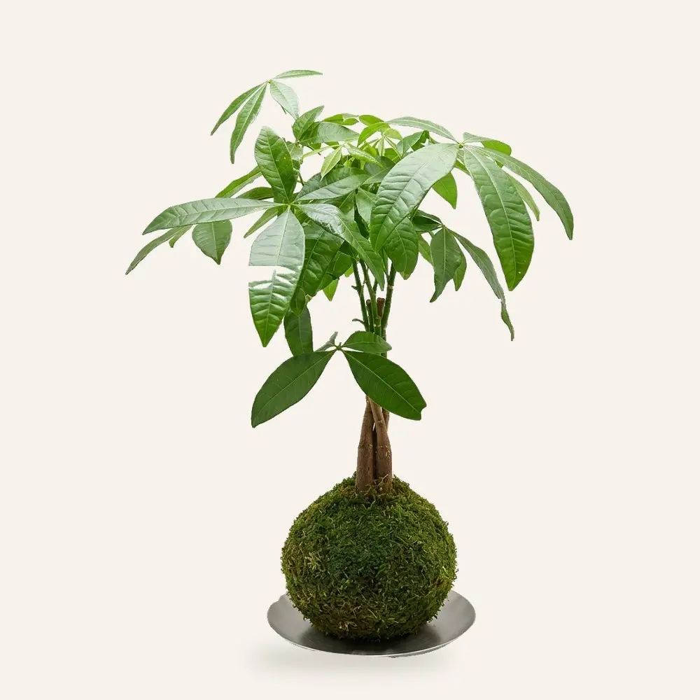 Kokedama de Pachira hecha a mano en Ecolandy