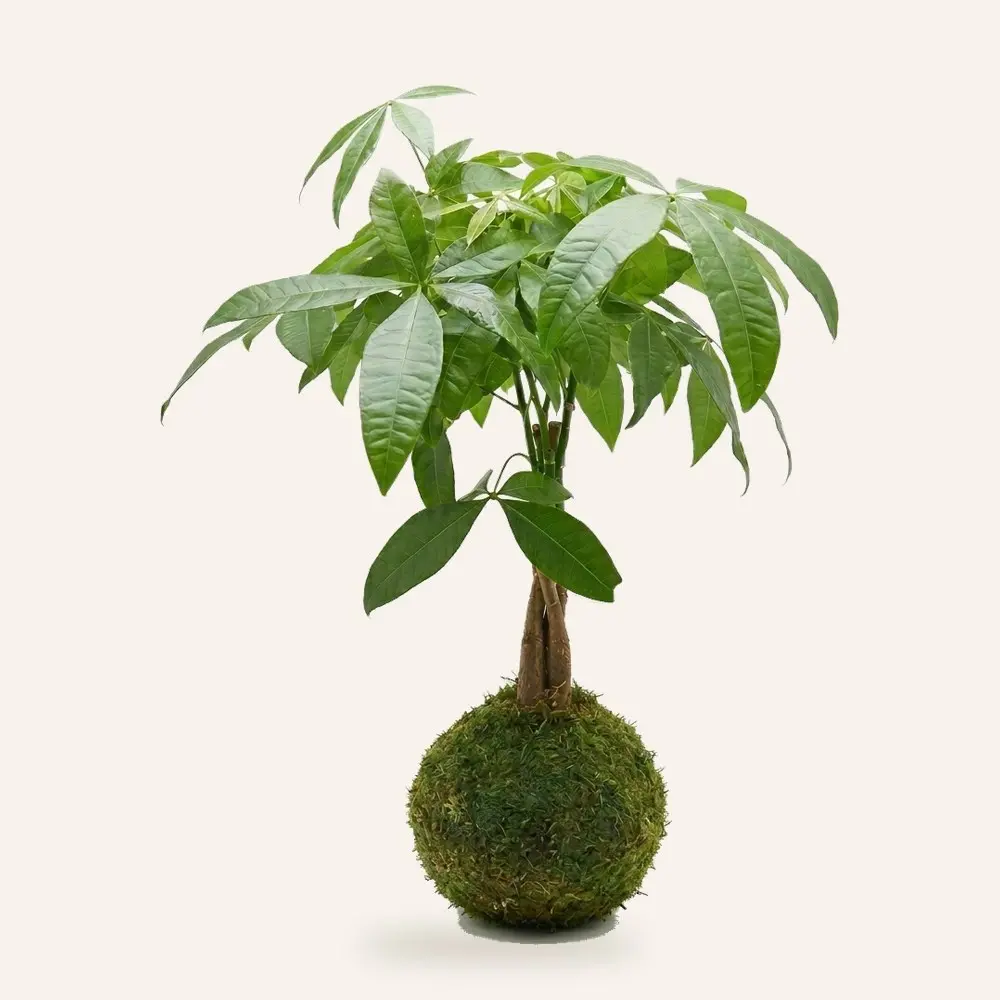 Kokedama de Pachira hecha a mano en Ecolandy