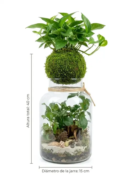 Terrario en jarra de cristal con kokedama de pothos encima, 40 cm de altura