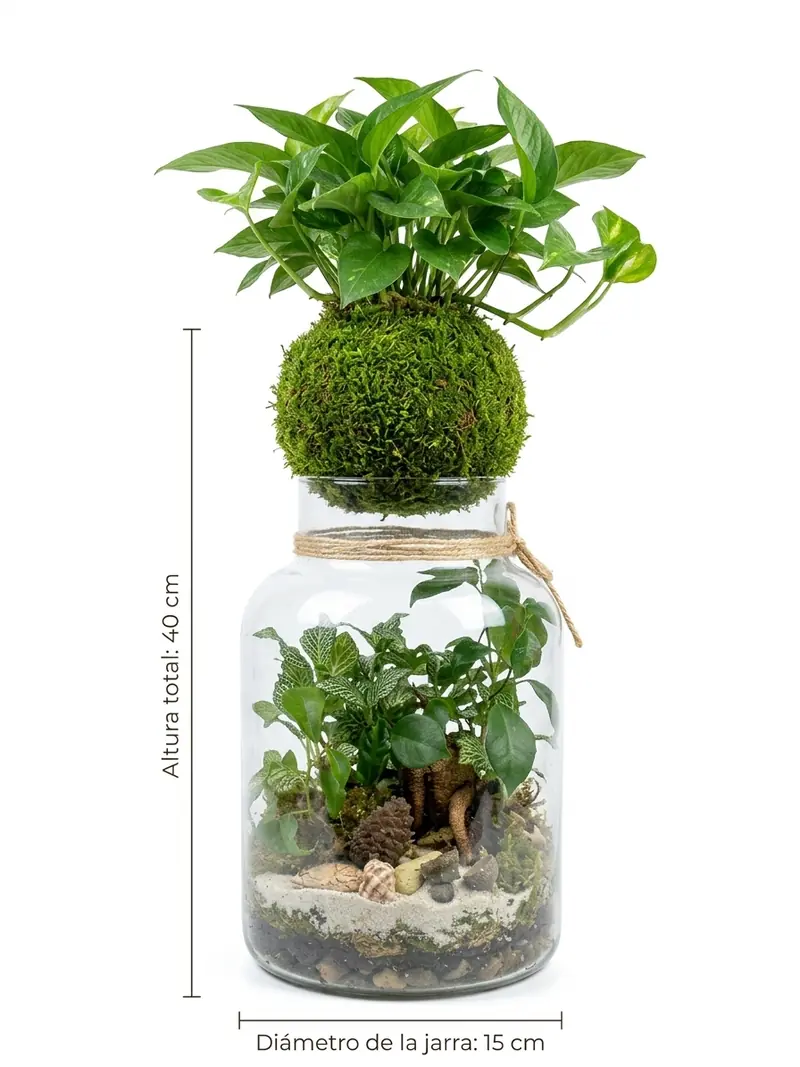 Terrario en jarra de cristal con kokedama de pothos encima, 40 cm de altura