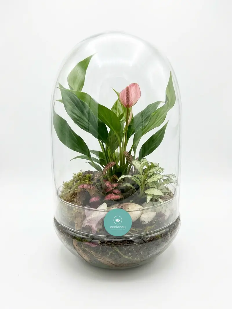 Terrario en cúpula de cristal con espatifilo en flor, fitonias y musgo