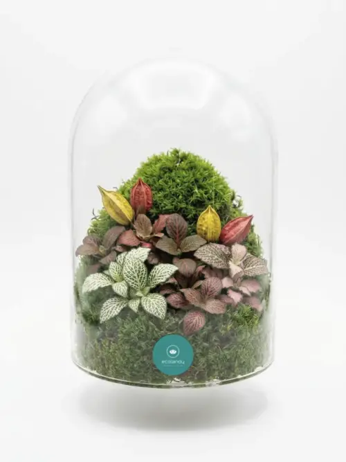 Terrario en cúpula de cristal con musgo, fitonias de colores y vainas decorativas