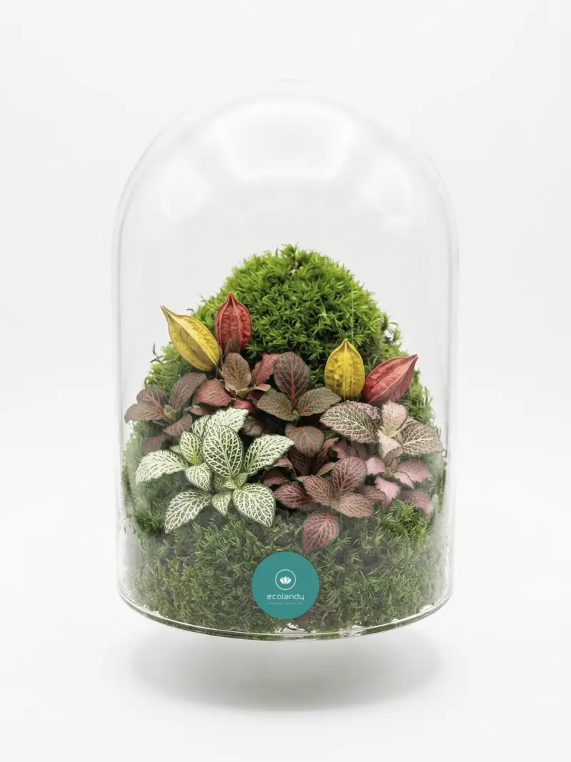 Terrario en cúpula de cristal con musgo, fitonias de colores y vainas decorativas